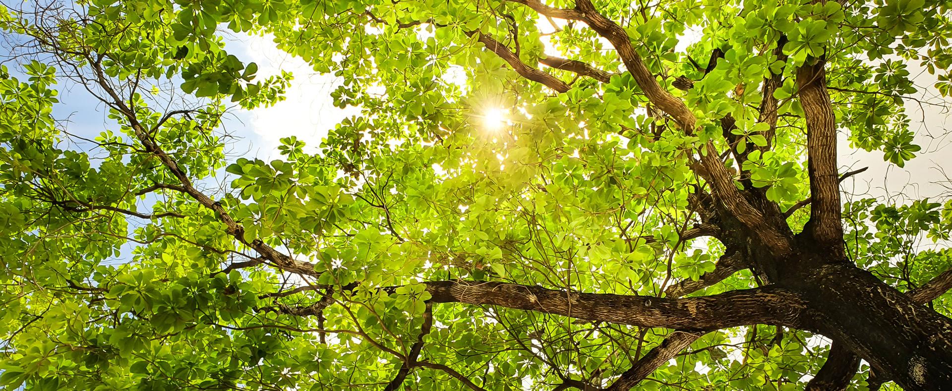 Sole filtrante tra foglie verdi, evocando serenità e connessione con la natura.