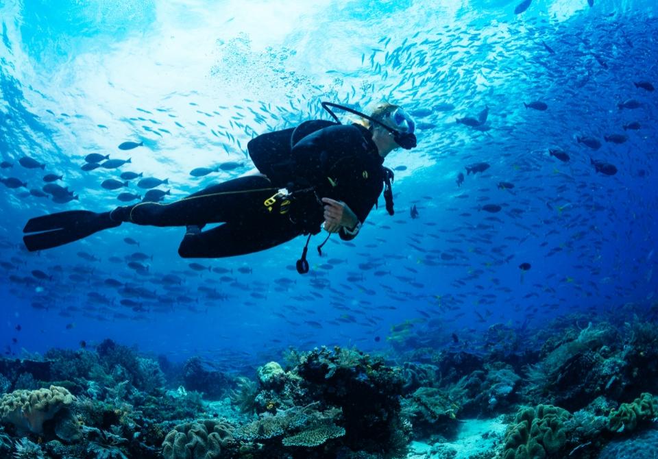 Subacqueo esplora barriera corallina circondato da pesci colorati e acque cristalline.